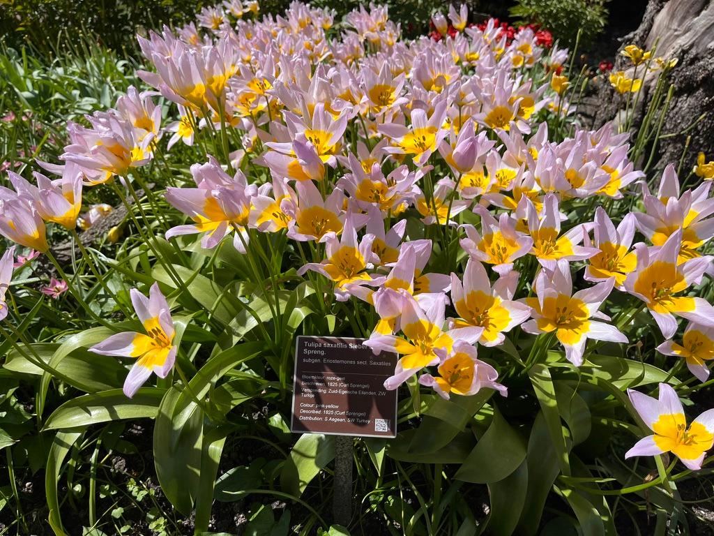 Purple and yellow tulips. 